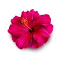 Hawaiian beautiful red hibiscus flower isolated on white background Royalty Free Stock Photo