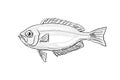 Hawaiian bigeye Priacanthus meeki or ula lau au Hawaii Fish Cartoon Drawing Halftone Black and White