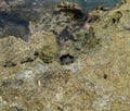 Hawaiian black crab hiding in a crevice at the water`s edge on Oahu