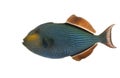 Hawaiian Black Triggerfish Royalty Free Stock Photo