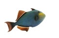 Hawaiian Black Triggerfish Royalty Free Stock Photo