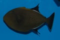 Hawaiian Black Triggerfish Royalty Free Stock Photo