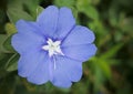 Hawaiian Blue Eyes in bloom in tropical nature