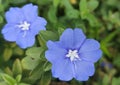 Hawaiian Blue Eyes in bloom in tropical nature