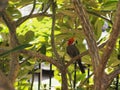 Hawaiian Cardinal at rest in a Plumeria Tree