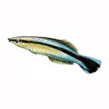 The Hawaiian cleaner wrasse Labroides phthirophagus Royalty Free Stock Photo