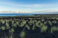 Hawaiian coastline, Big island. Grass tufts in lava rock in foreground. Pacific ocean, Mauna Kea in distance. Royalty Free Stock Photo