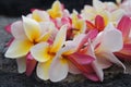 Hawaiian Colorful Plumeria Lei Royalty Free Stock Photo