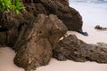 Hawaiian Crab on Rock