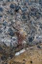 Hawaiian Crab on Rock