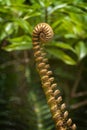 Hawaiian Fern, Kauai, Hawaii.