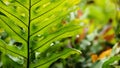 Hawaiian fern