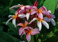 Hawaiian Flowers with early morning dew