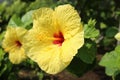 Hawaiian flowers, Hibiscus