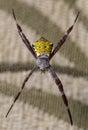 Hawaiian Garden Spider Royalty Free Stock Photo