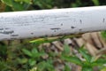 Hawaiian Gecko climbing upside down on a pipe in the deep jungle