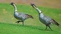 Hawaiian geese, endemic bird of Hawaii