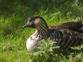 Hawaiian goose