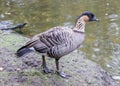 Hawaiian goose, Branta sandvicensis