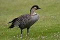 Hawaiian Goose, Nene