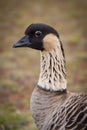 Hawaiian Goose - Nene - Closeup