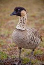 Hawaiian Goose - Nene - Closeup - full body