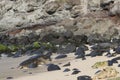 Hawaiian Green Ear Sea turtle making landfall