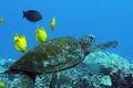 Hawaiian Green Sea Turtle Royalty Free Stock Photo