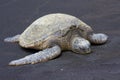 Hawaiian Green Sea Turtle Royalty Free Stock Photo