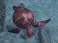 Hawaiian Green Sea Turtle From Above with Fish Hook and Line in Neck