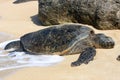 Hawaiian green sea turtle basking in the sun. Royalty Free Stock Photo