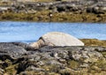 Hawaiian Green Sea Turtle basking in the sun along the shore in Koloko-Honokohau National Historic Park in Hawaii. Royalty Free Stock Photo