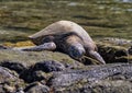 Hawaiian Green Sea Turtle basking in the sun along the shore in Koloko-Honokohau National Historic Park in Hawaii. Royalty Free Stock Photo