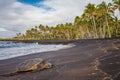 Hawaiian Green Sea Turtle on black sand beach