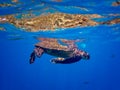 Hawaiian Green Sea Turtle with Blue Needlefish in Colorful Underwater Image Royalty Free Stock Photo