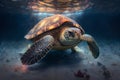 Hawaiian Green Sea Turtle (Chelonia mydas