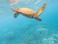 Hawaiian Green Sea Turtle Royalty Free Stock Photo