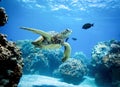 Turtle swims through a reef Royalty Free Stock Photo