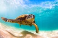 Hawaiian Green Sea Turtle cruising in the warm waters of the Pacific Ocean Royalty Free Stock Photo