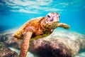 Hawaiian Green Sea Turtle cruising in the warm waters of the Pacific Ocean Royalty Free Stock Photo