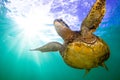 Hawaiian Green Sea Turtle cruising in the warm waters of the Pacific Ocean Royalty Free Stock Photo