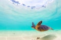 Hawaiian Green Sea Turtle