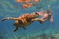 Hawaiian Green Sea Turtle cruising in the warm waters of the Pacific Ocean