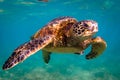 Hawaiian Green Sea Turtle cruising in the warm waters of the Pacific Ocean Royalty Free Stock Photo