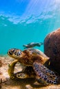 Hawaiian Green Sea Turtle cruising in the warm waters of the Pacific Ocean Royalty Free Stock Photo