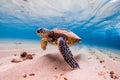 Hawaiian Green Sea Turtle cruising in the warm waters of the Pacific Ocean Royalty Free Stock Photo