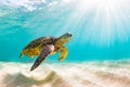 Hawaiian Green Sea Turtle Cruising In The Warm Waters Of The Pacific Ocean