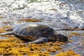 Hawaiian green sea turtle eating algae and basking for body warmth on the shores of Laniakea Beach in Oahu, Hawaii Royalty Free Stock Photo