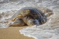 Hawaiian Green Sea Turtle Emerges Onto Beach in Foamy Surf Royalty Free Stock Photo