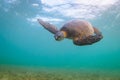 Hawaiian Green Sea Turtle